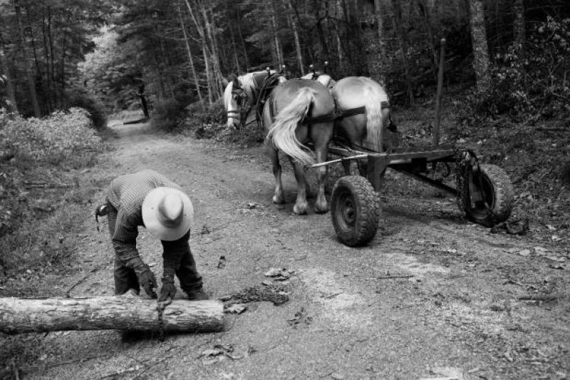 Horse logger, New River Valley, Virginia