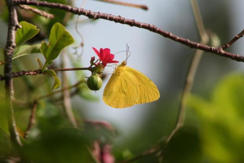 Yellow Beauty