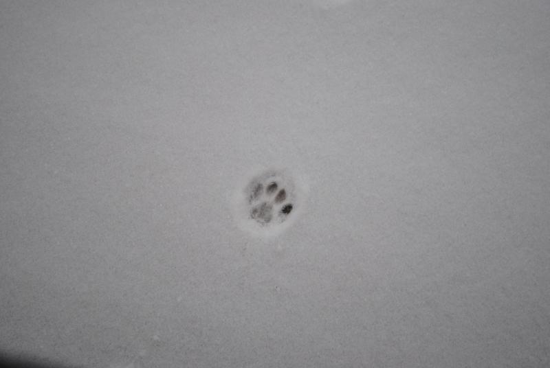 Pawprint