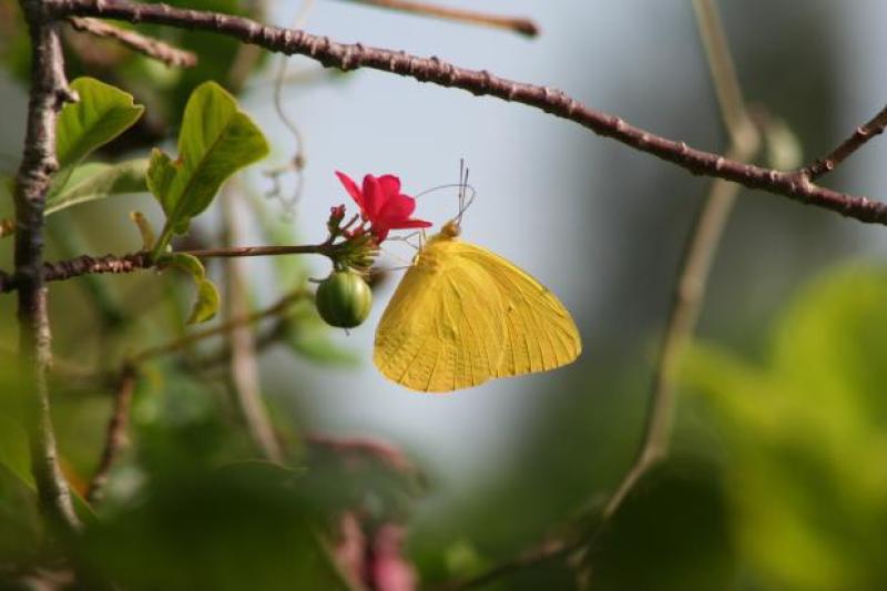 Yellow Beauty