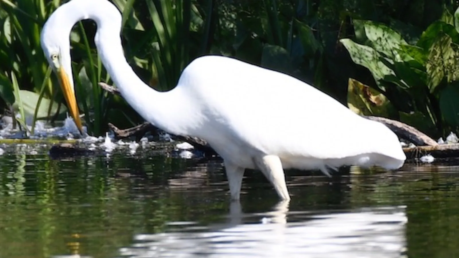 Great Egret