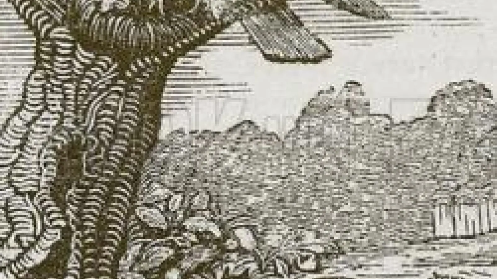 A classic style illustration of a fox at bottom of a tree where a bird and hatchlings rest on a branch