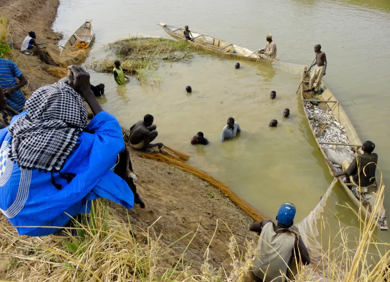 Communal fishing in the Logone Floodplain, Cameroon