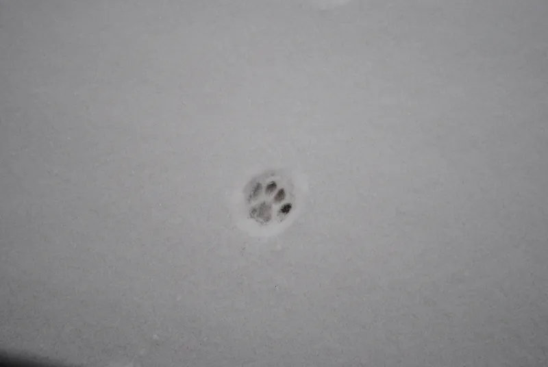 Pawprint