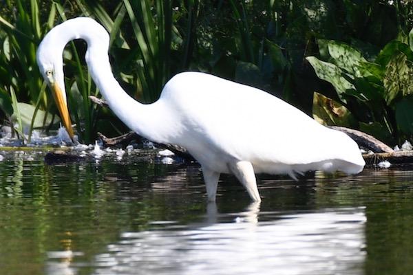 Great Egret